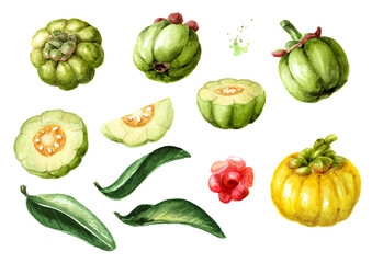 Garcinia cambogia atroviridis  fruit set, superfood, antioxidant. Hand drawn watercolor illustration, isolated on white background