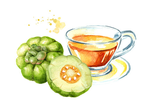 Herbal medicinal health  tea with Garcinia cambogia, superfood, antioxidant. Hand drawn watercolor  illustration isolated  on  white background