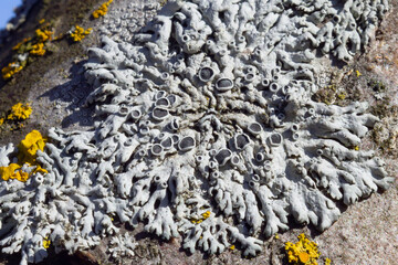 blue lichen - a parasite on the trunk of fruit trees