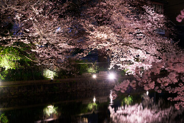 京都　岡崎疏水の夜桜