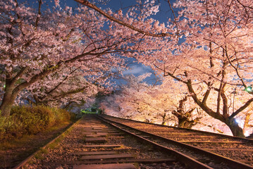 蹴上インクラインの夜桜