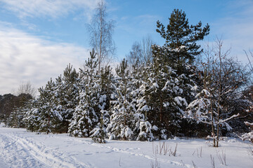 Snowy trees in the frosted forest scenery in winter