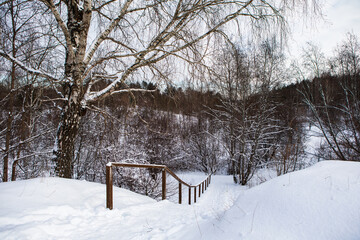 Snowy trees in the frosted forest scenery in winter