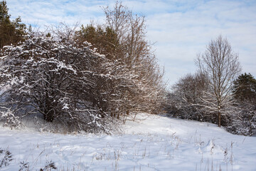 Snowy trees in the frosted forest scenery in winter