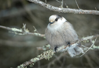 Canadian Gray Jay on a branch