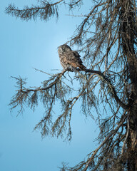 Great Grey Owl on a branch