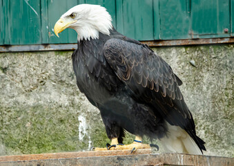- Bald eagle, a bird of prey in the hawk family
