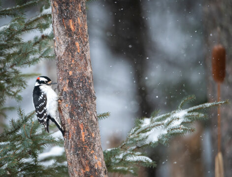 Downy woodpecker looking for bugs