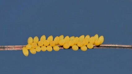 Ladybug eggs attached to a twig horizontally with blue sky background and copy space. Springtime...
