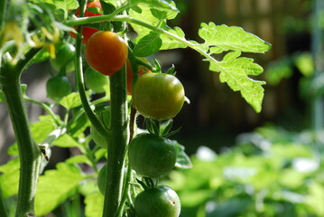 Small tomatoes grow on a branch. Cherry tomatoes hang on a branch of a tomato bush among green leaves and stems. Some of them have already begun to ripen and turn red, some are still green.