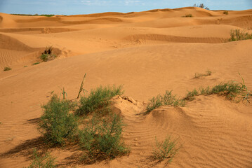 Astrakhan desert. The largest desert in Russia