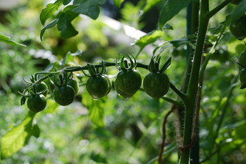 Small tomatoes grow on a branch. Still green cherry tomatoes hanging on a branch on a tomato bush among green leaves and stems. There are small villi on branches and vegetables.