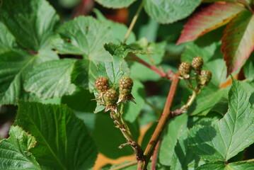 More green blackberries. A few still green blackberries grow on thin brown branches. Around the large textured green leaves of the plant.