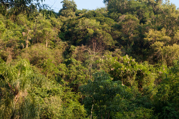 Trees at sunset in rural area