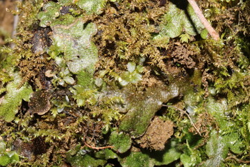 texture nature dans la forêt