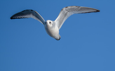 Ross's gull