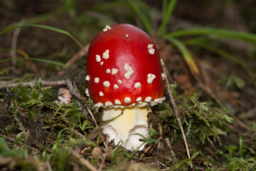 fly agaric or fly amanita - Amanita muscaria in natural environment. distinctive is the red cap...