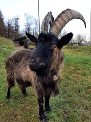 Portrait of an endangered Stiefelgeiss goat. Taken on the slopes of Uetliberg Mountain, Zurich, Switzerland.