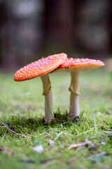 fly agaric or fly amanita - Amanita muscaria in natural environment. distinctive is the red cap...