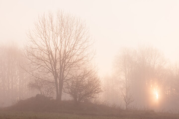 Sunrise in misty forest, Sweden