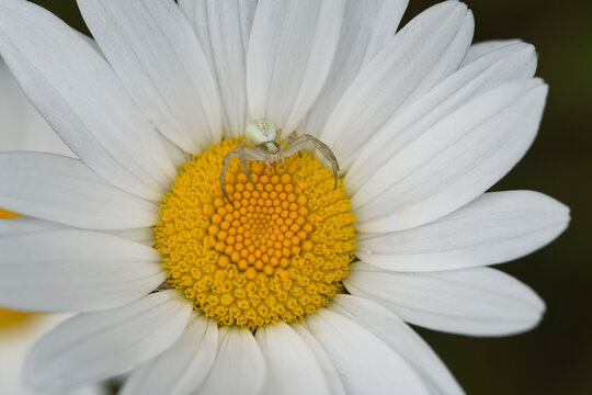 close-up view of a flower crab spider - Misumena vatia - in the center of oxeye daisy flower.