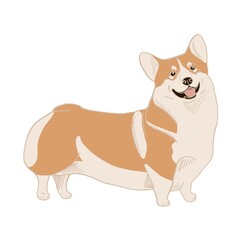 Corgi. Image of a dog on a white background.