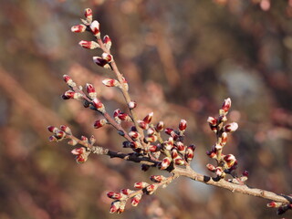 rama de almendro con brotes de flores de color rosa, lérida, españa, europa