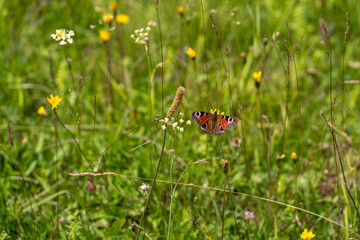 butterfly on a camomile