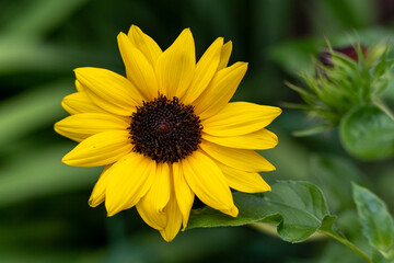 yellow sunflower in the garden