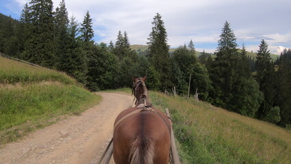 Horse pulls old authentic chaise on dirt path on in Carpathian mountains. POW back of horse....