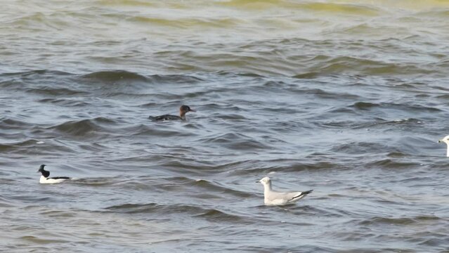 Seagull floating on the water with mergansers and buffleheads diving around it