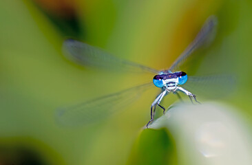 Portrait o a blue drangonfly