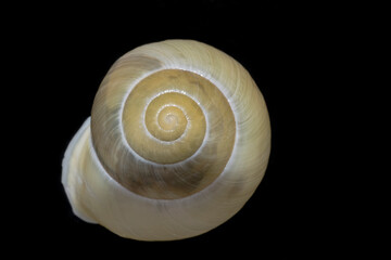 a tranlucent snail shell with black background
