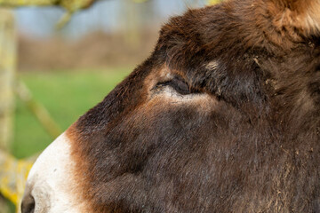 portrait d'un âne