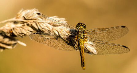 close up view of dragonfly in natural habitat