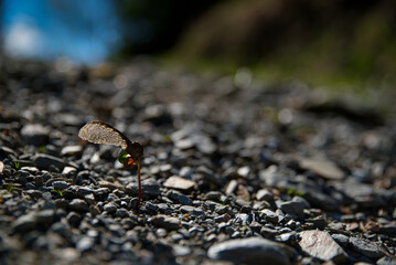 makro aufnahme eines keimenden ahorn samen auf einem schotterweg, macro of a maple seed germinating growing on a gravel path