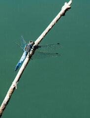 close up view of dragonfly in natural habitat