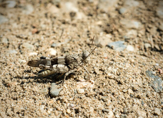 close-up view of a slender blue-winged grasshopper - Sphingonotus caerulans
