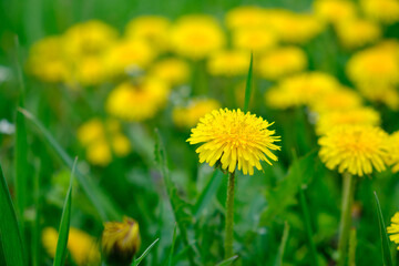 Yellow dandelions in green grass on a sunny day.