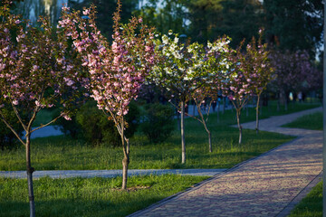 image of a park with an alley of pink flowering sakura trees. spring landscape. Path with young saplings of sakura trees.
