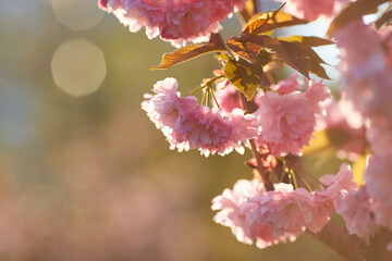 Light pink flowers of Sakura against blu sky. Shallow depth of field.