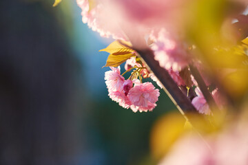 Beautiful Japanese cherry blossom with deep pink flower buds and young booming flowers. Shallow...