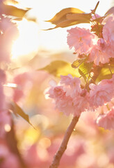 Springtime background with pink blossom. Beautiful nature scene with blooming sakura tree.