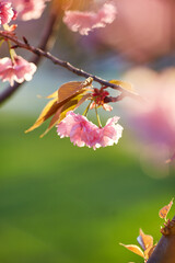 Springtime background with pink blossom. Beautiful nature scene with blooming sakura tree.