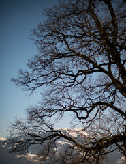 silhouette or skyline of a tree in front of a deep blue sky