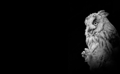 Black and white portrait of owl