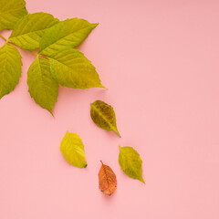 autumn leaves background