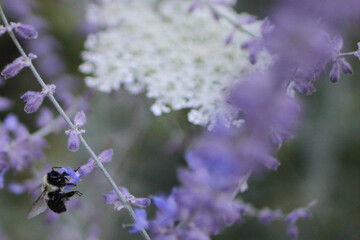 Bumble Bee in Flowers in garden