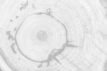 black and white background, white wood texture, pine board texture, pine board background, wood background, white paper texture, light, white painted rough wood texture full frame abstract background