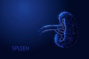 Human spleen low poly concept vector illustration. - obrazy, fototapety, plakaty